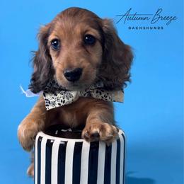 Maddox - Red male Dachshund puppy in Clever, Missouri from Autumn Breeze Dachshunds