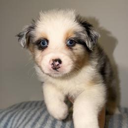Tamales - Blue merle male Australian Shepherd puppy in Anniston, Alabama from All Hale Aussies