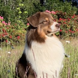 Roger - Australian Shepherd