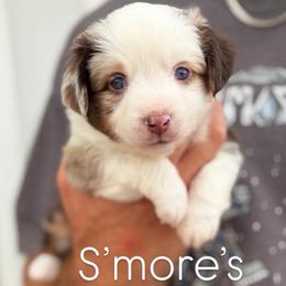 S'mores - Red merle female Miniature American Shepherd puppy in Riverton, Utah from Iron Spirit Homestead & Aussies