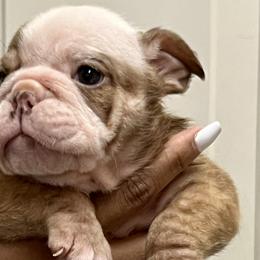 Girl 2 - Bulldog puppy in Rockwall, Texas from Lulu’s EB Babies