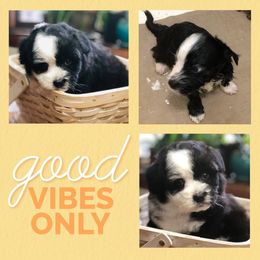 Aussiedoodle Puppies from Ohana Companions
