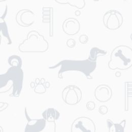 American Staffordshire Terriers and French Bulldogs from Marla Westley's American Staffordshire Terriers & French Bulldogs