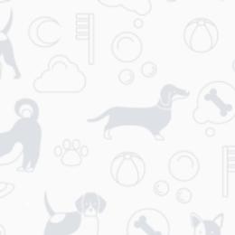 American Staffordshire Terriers and French Bulldogs from Marla Westley's American Staffordshire Terriers & French Bulldogs