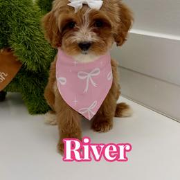 River - Red female Cavapoo puppy in Buford, Georgia from Petite Posh Puppies