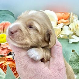 Beckett - Cream male Dachshund puppy in Exeter, California from Sawtooth Miniature Dachshunds