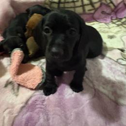 Boy 1 - Black male Dachshund puppy in Yuba City, California from The Navarro Furbabies