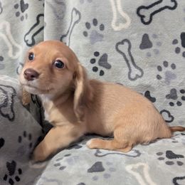 Juno the Chocolate Based Red Girl - Red female Dachshund puppy in Pelion, South Carolina from Doitsujin Dachshunds