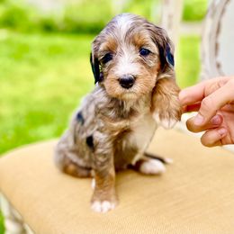 Spring - Blue merle female Bernedoodle puppy in Mapleton, Utah from Natural Doodle Life