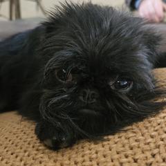 Brussels Griffon All Grown Up from Rose Urlacher