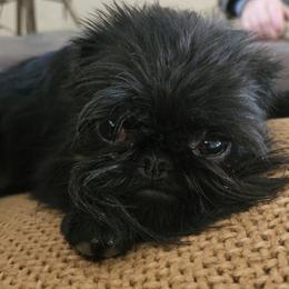 Brussels Griffon All Grown Up from Rose Urlacher