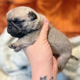 Waffles - Fawn male Pug puppy in Randleman, North Carolina from Peachy Pugs