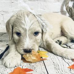 Double Doodle Puppies from North Texas Golden Mountain Doodles