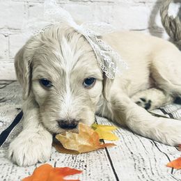 Double Doodle Puppies from North Texas Golden Mountain Doodles