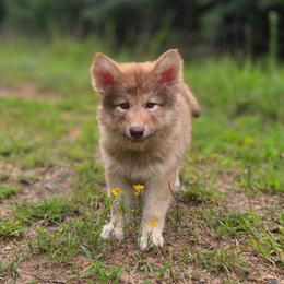 Hvshi Tomi (Sunlight) - female Native American Indian Dog puppy in Green Creek, North Carolina from Corn Moon Medicine Dogs