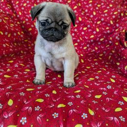 Pug Puppies from Hoskinspugs