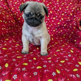 Pug Puppies from Hoskinspugs