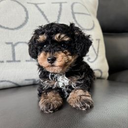 Batman - Phantom male Poodle puppy in Houston, Texas from YZC Frenchies at 4C Ranch