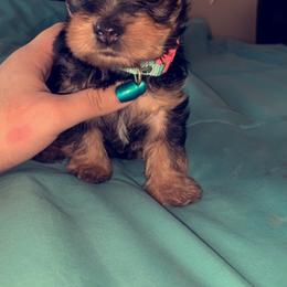 Pomeranian and Yorkshire Terrier Puppies from Melrey's paws
