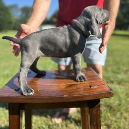 Weimaraner Puppies from Georgia Line Weimaraners