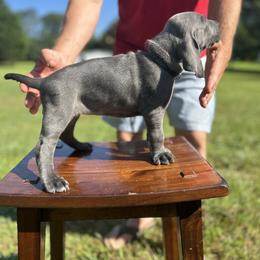 Weimaraner Puppies from Georgia Line Weimaraners