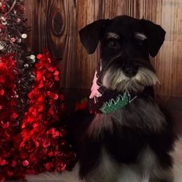 Concha - Miniature Schnauzer