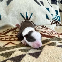 Emma - Red tri female Miniature Australian Shepherd puppy in Bethany, Illinois from Rachel at Marrowbone Creek Aussies