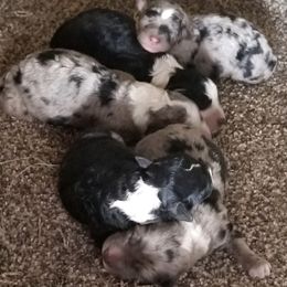 Aussiedoodles, Bordoodles, Corgipoos, and Shihpoos from Sugar Doodles