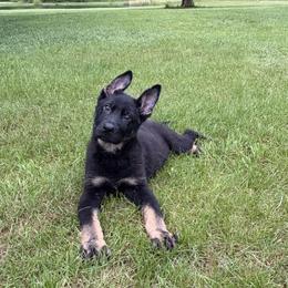 German Shepherd puppies from Providence Landhaus
