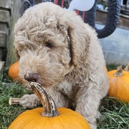 Obi - Cafe male Labradoodle puppy in Lansing, North Carolina from Murphy Manor Mountain Doodles