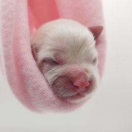Companion Cross, Maltese, and Maltipoo Puppies from Seeking Shalom Acres Maltese, Maltipoos & Havamalts