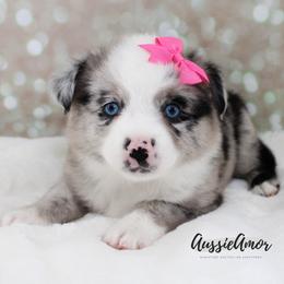 Bi Blue Merle 2 blue eyes - Blue merle female Miniature Australian Shepherd puppy in Pinehurst, Texas from Aussie Amor