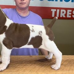Chipmunk - Bracco Italiano puppy in Brevard, North Carolina from Archwood Kennels