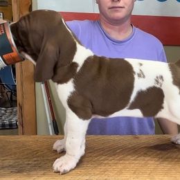 Chipmunk - Bracco Italiano puppy in Brevard, North Carolina from Archwood Kennels
