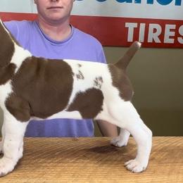 Chipmunk - Bracco Italiano puppy in Brevard, North Carolina from Archwood Kennels