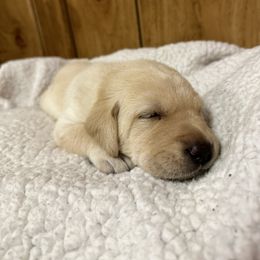 Labrador Retriever Puppies from Hunter’s Moon Retrievers