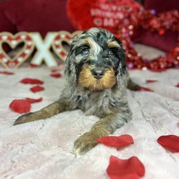 Aussiedoodle and Bernedoodle Puppies from Arizona Bernedoodles