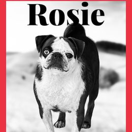 Rosie - Pug