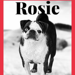 Rosie - Pug