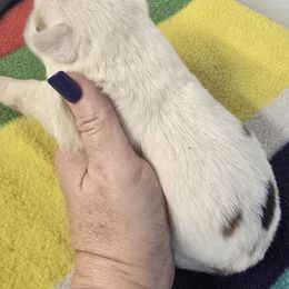 Cloud - Red and white female American Corgi puppy in Lithia, Florida from Diamondcrest Inc