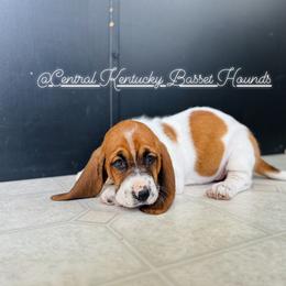 Basset Hound Puppies from Central Kentucky Basset Hounds