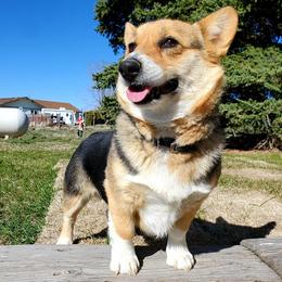 American Corgis from Ruby Mountain Corgis