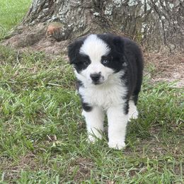 Boy 1 - Black tri male Miniature Australian Shepherd puppy in Eufaula, Alabama from Dream Ranch Mini Aussies