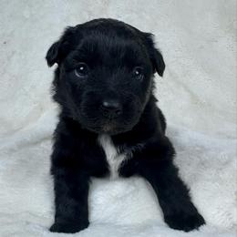 Mabel - Black tri female Miniature Australian Shepherd puppy in Bedias, Texas from JSK Aussie and Cavaliers