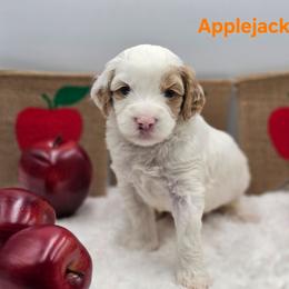 Applejack - Parti male Goldendoodle puppy in Summerville, South Carolina from Channys Doodles