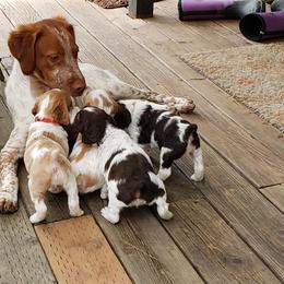 Brittany Puppies from Wind Mountain Kennels