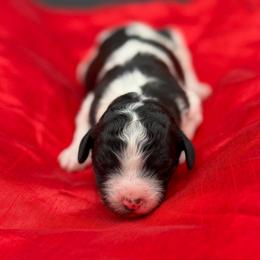 Elsie - Black and white female Bernedoodle puppy in Willacoochee, Georgia from Kitandkboodle's Doodles