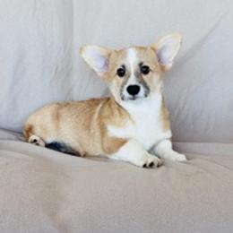 Girl fawn - Fawn female Pembroke Welsh Corgi puppy in Huntington Beach, California from Gingerbread
