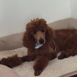 Reba - Red  female Poodle puppy in Purdy, Missouri from The Dynasty