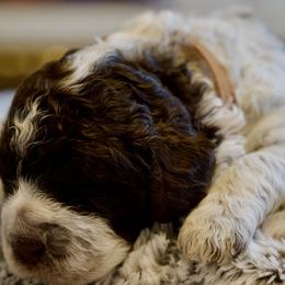 Brown Collar - Brown roan female Lagotto Romagnolo puppy in Lynden, Washington from Northwest Lagotto